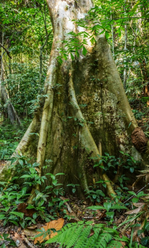 Big Tree Roots Tropical Jungles Of South East Asia - Nadurra Wellness